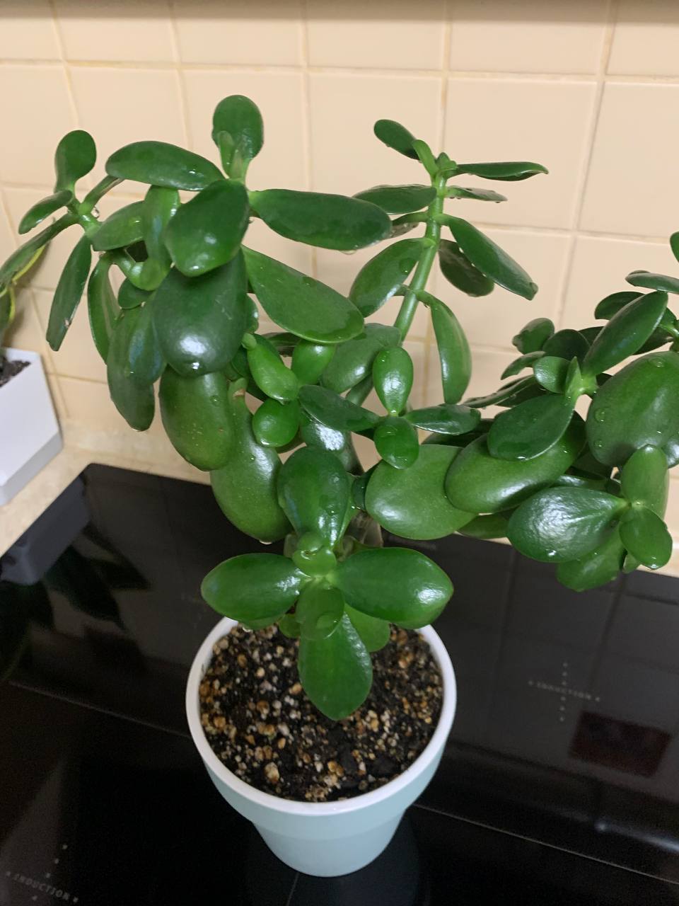 Денежное дерево в новом горшке - Хобби и отдых в Подольск | Климовск